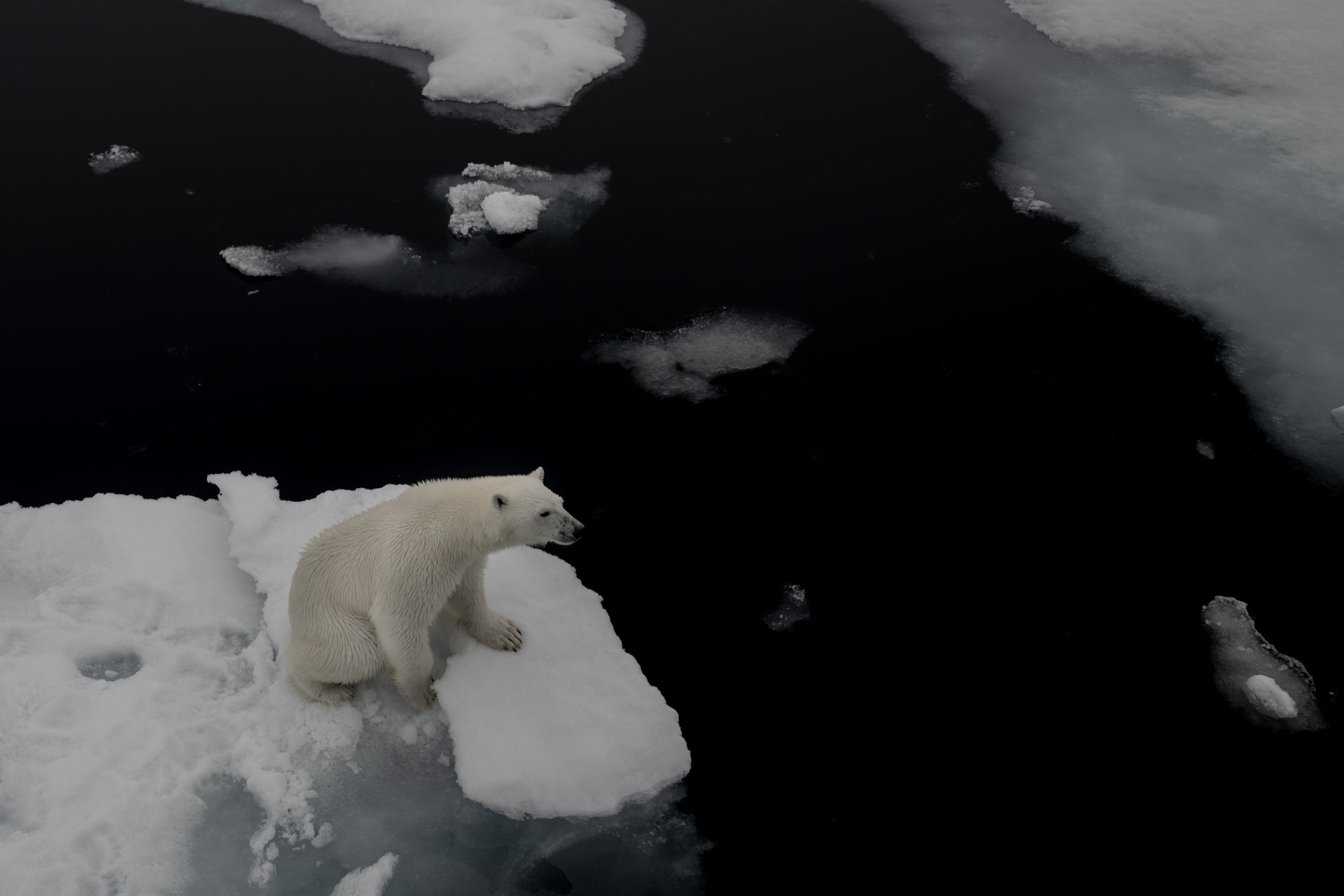 Aerial view of the polar bear photographed during the scientific expedition, the Arctic, Aug. 7, 2023. (AA Photo)