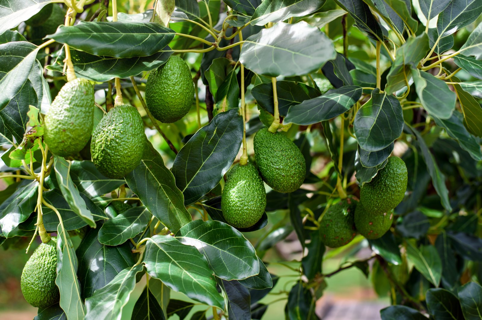 Avocados are seen hanging in the branches of tree, Alanya, Türkiye, Aug. 8, 2023. (Shutterstock Photo)